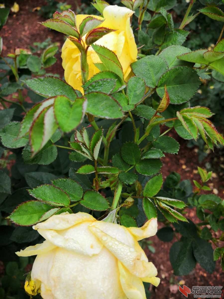IMG_20191204_072802.jpg