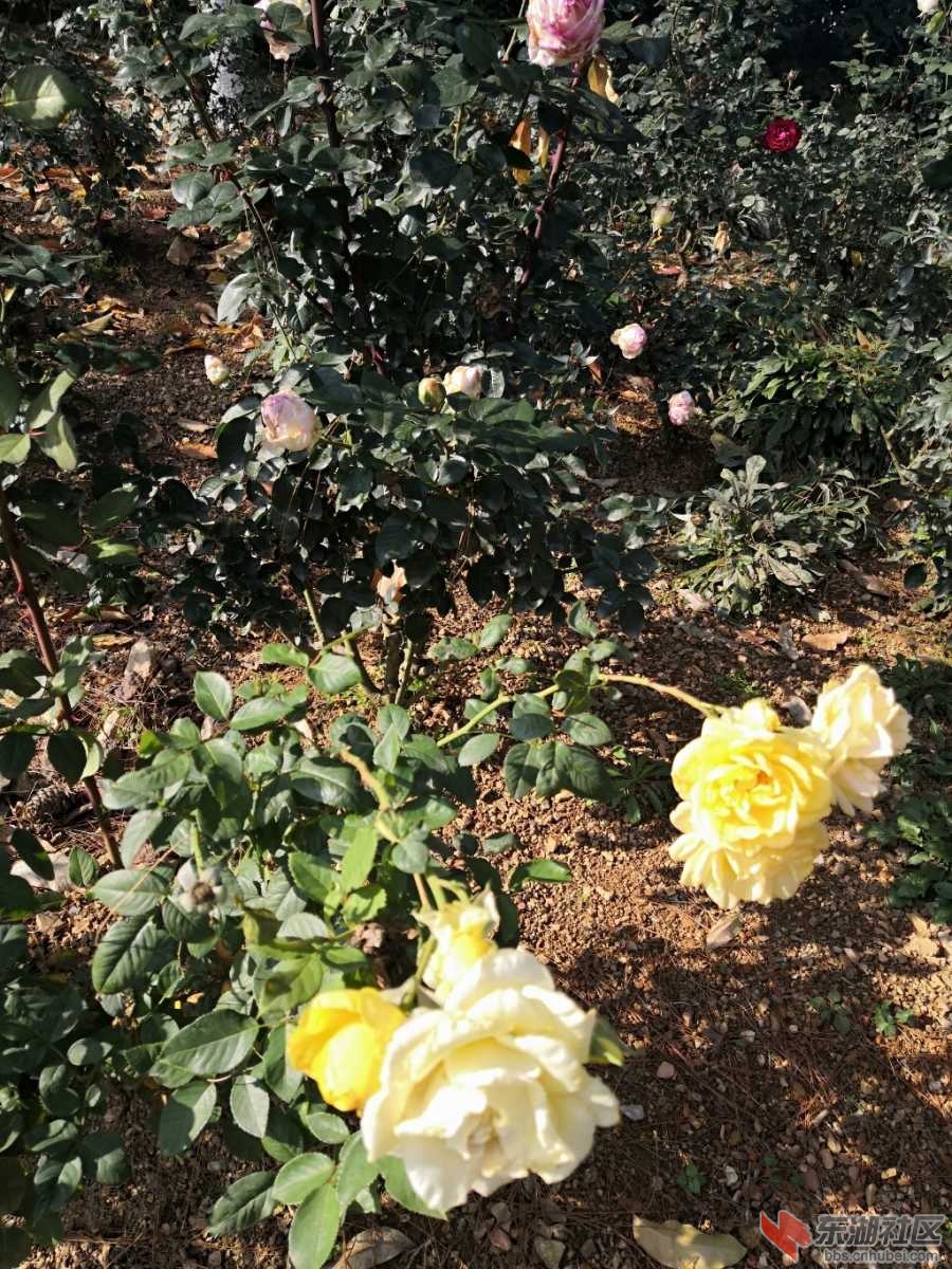 IMG_20191203_140256.jpg