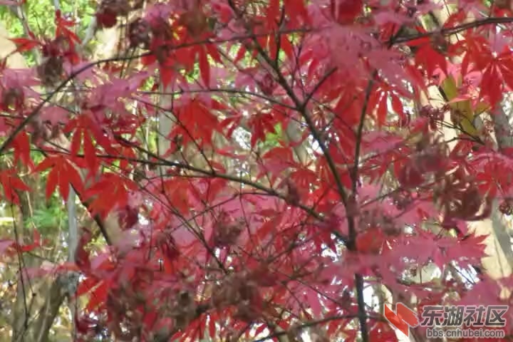 snapshot20191208223709.jpg