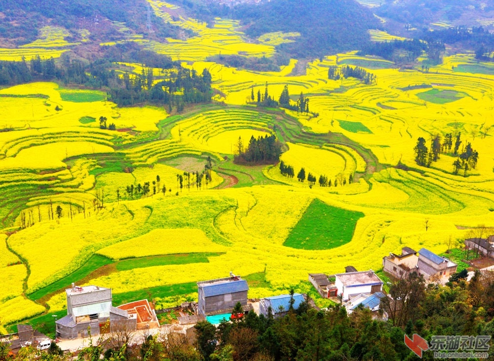 罗平油菜花g.jpg