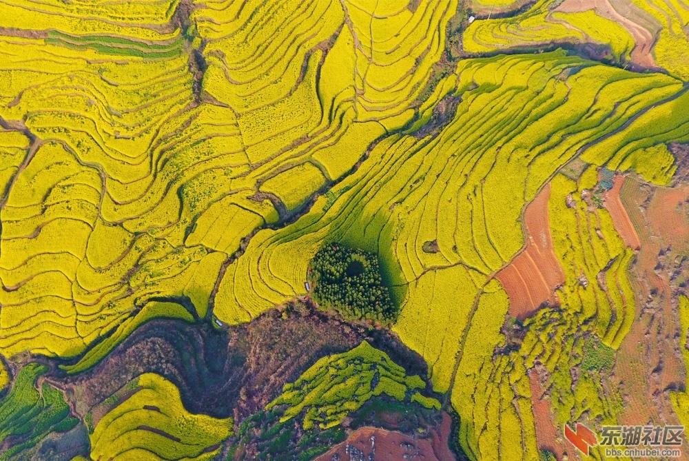 罗平油菜花3.jpg