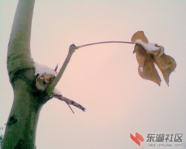 残叶_副本.jpg