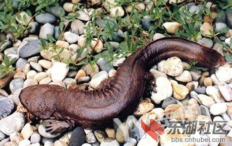 娃娃鱼.jpg