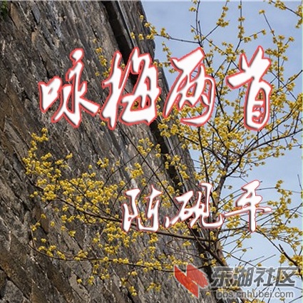 _荆州-2019-古城腊梅005副本.jpg