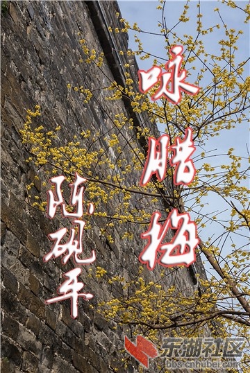 _荆州-2019-古城腊梅005.jpg