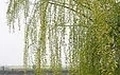 073038h4399nt9fkzsvvg6.jpg.thumb.jpg