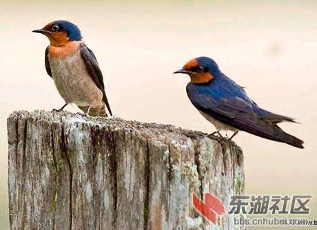 金丝燕.jpg