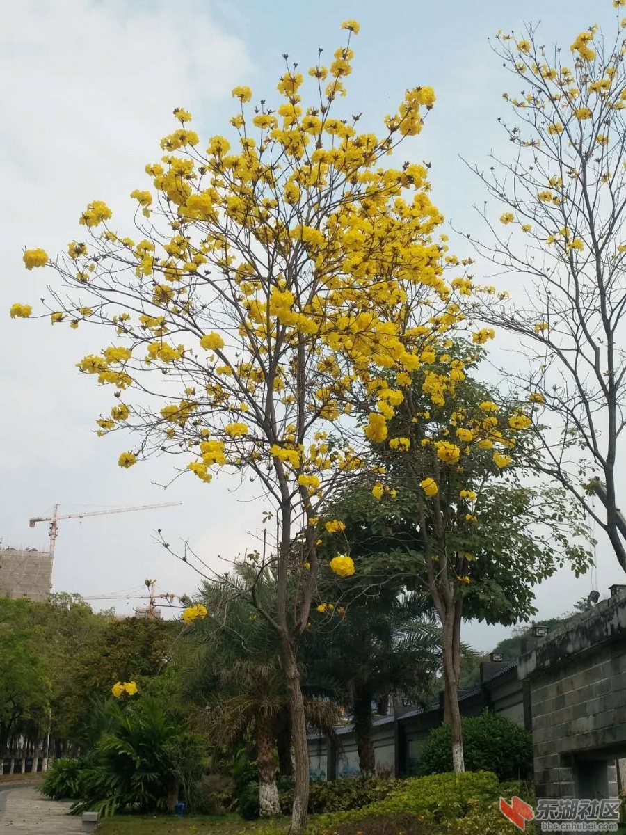 黄花风铃木.jpg