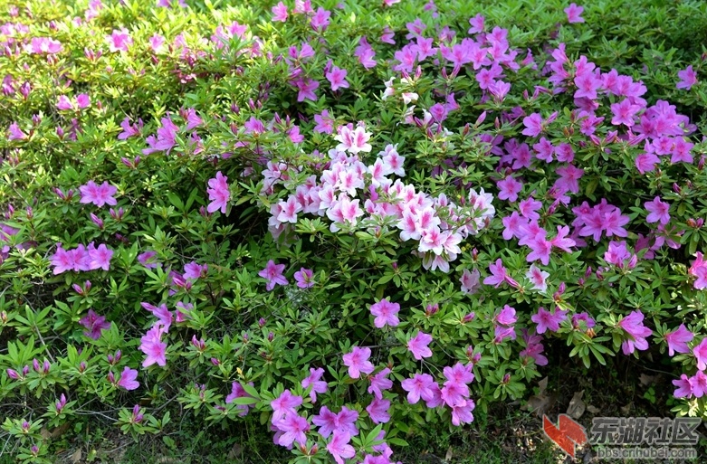DSC_2495.JPG.jpg