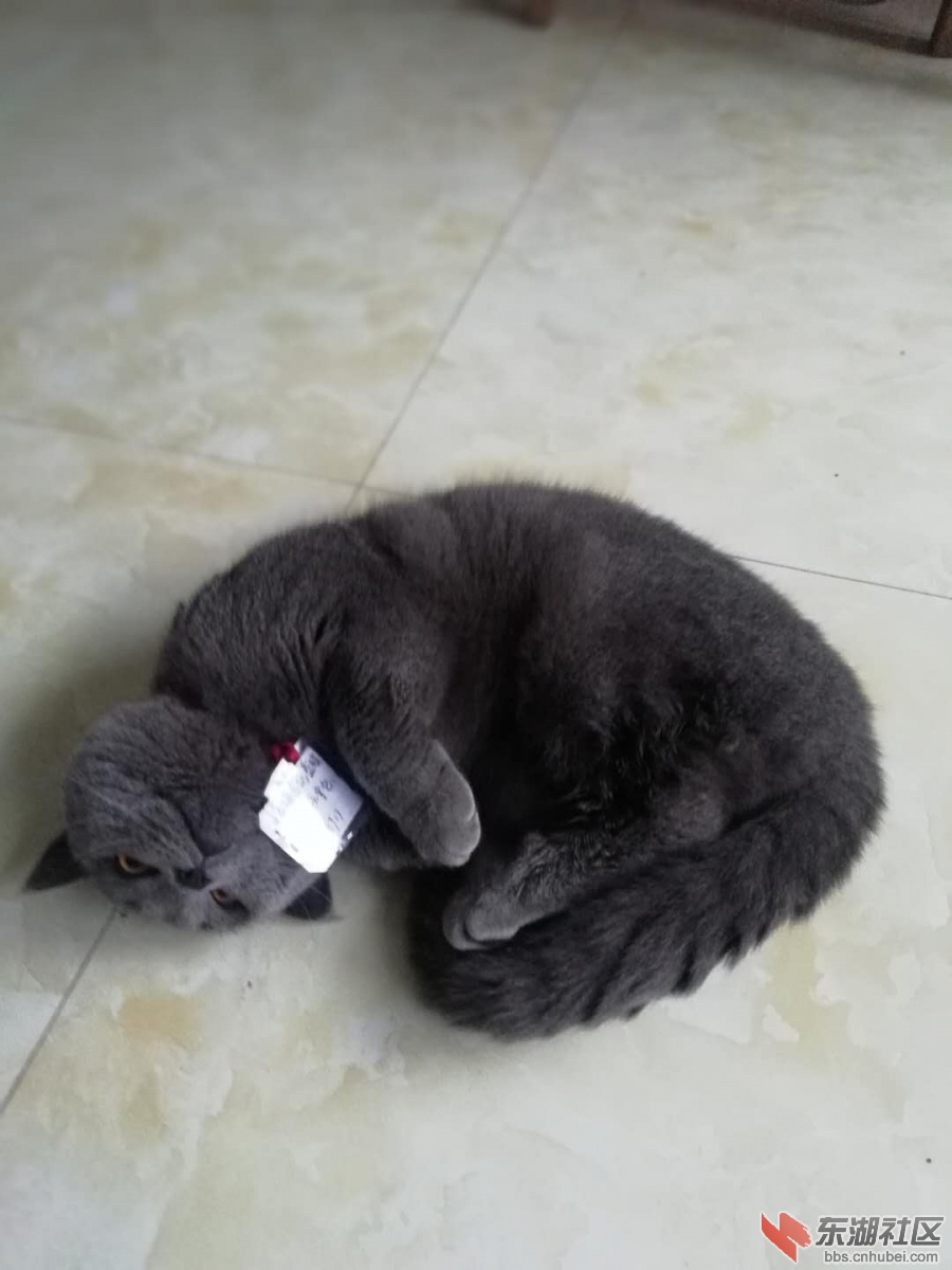 回家后的皮皮在卖萌