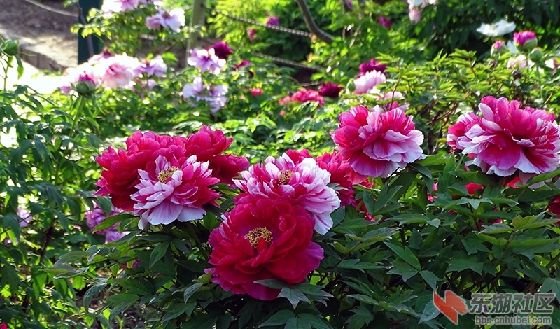 14     DSC03371_副本.jpg