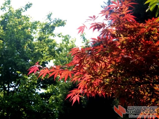 春回江滩 012.JPG