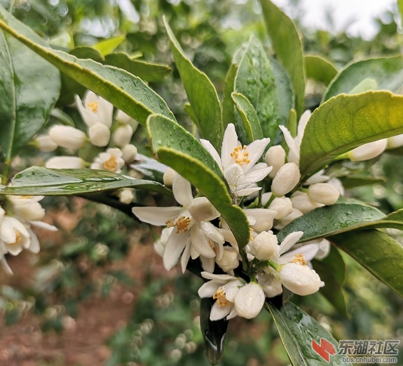 IMG_20200418_120206_副本.jpg