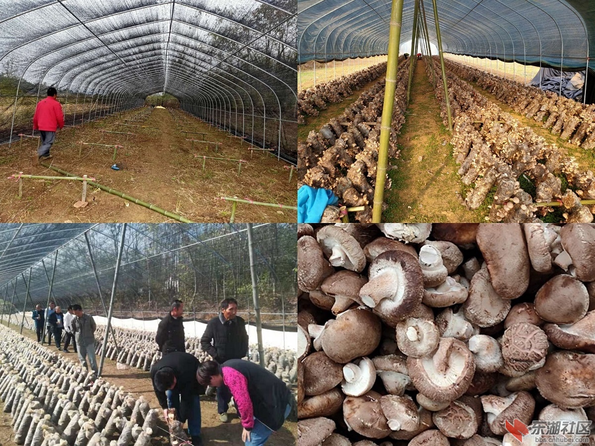 吉庙村香菇大棚和生产情况