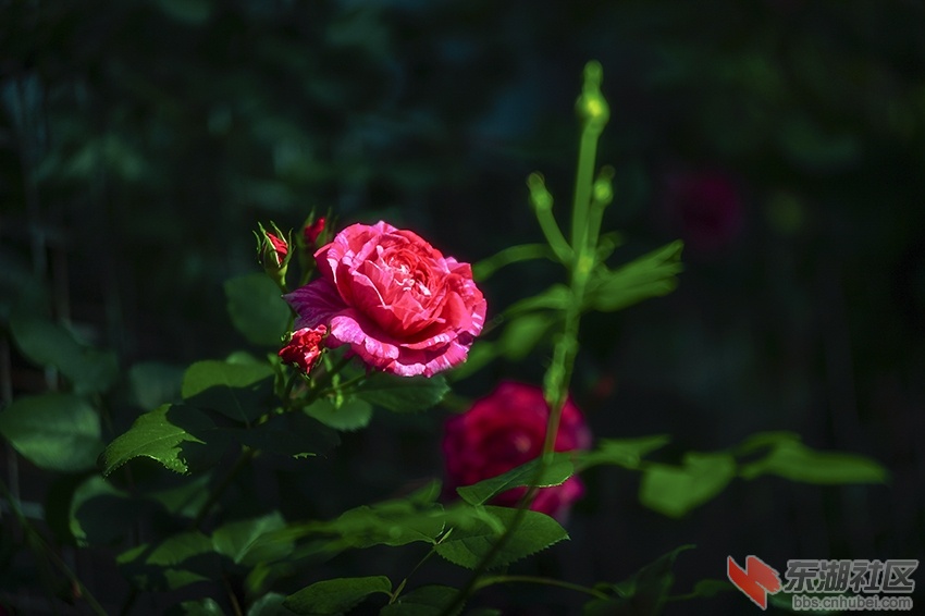 月季花红暗香校园曾院平摄影1.jpg