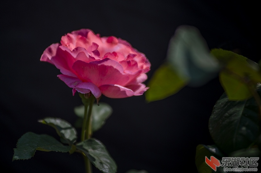月季花红暗香校园曾院平摄影2.jpg