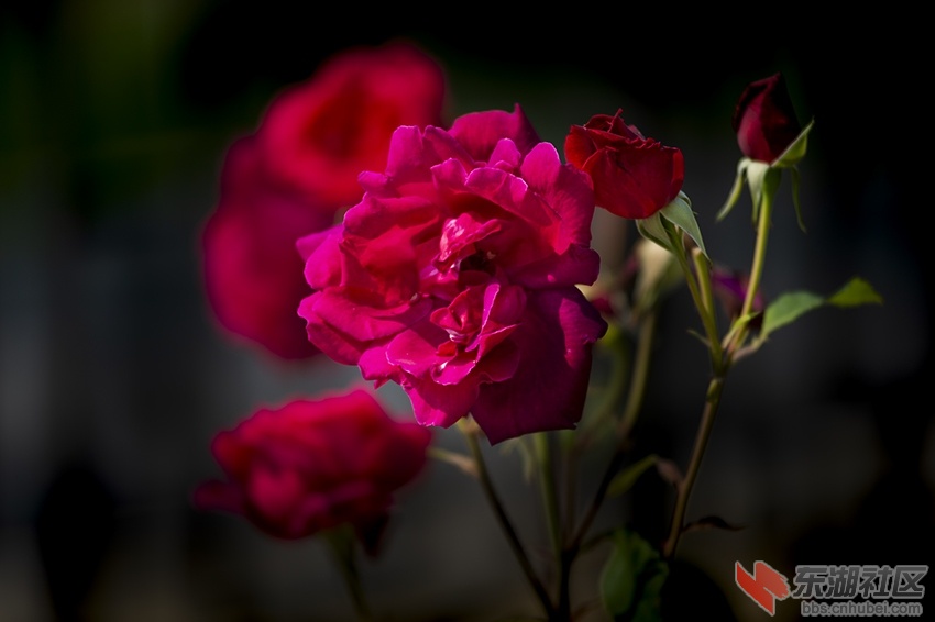 月季花红暗香校园曾院平摄影3.jpg