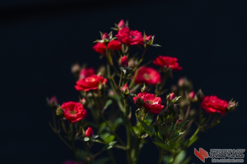 月季花红暗香校园曾院平摄影4.jpg
