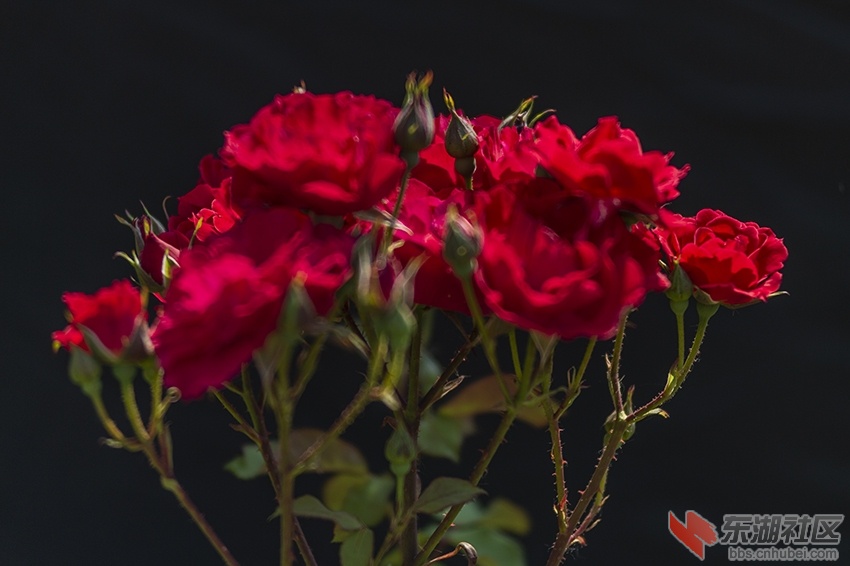 月季花红暗香校园曾院平摄影5.jpg