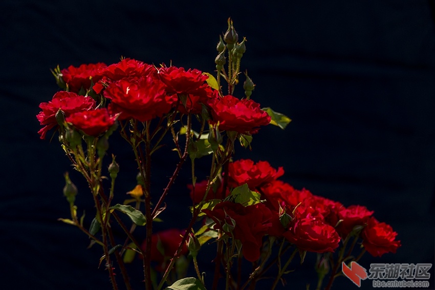 月季花红暗香校园曾院平摄影6.jpg
