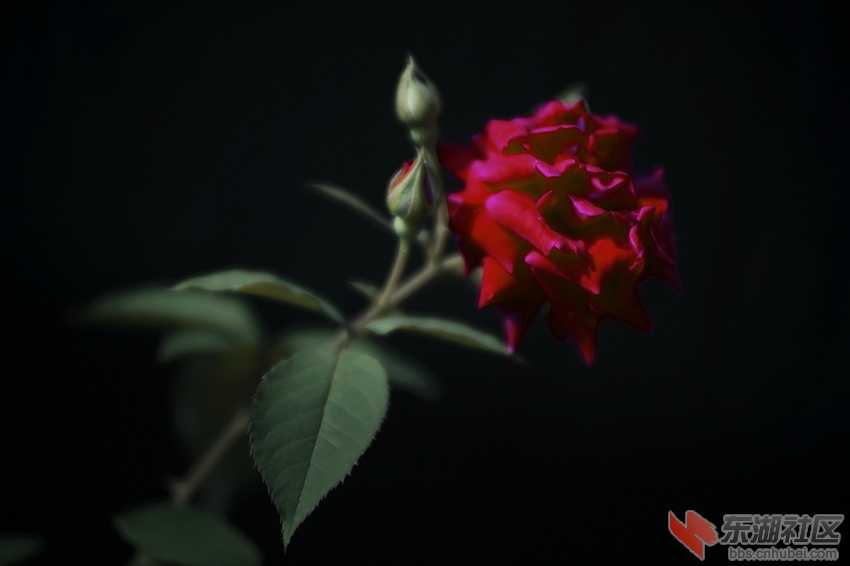 月季花红暗香校园曾院平摄影8.jpg