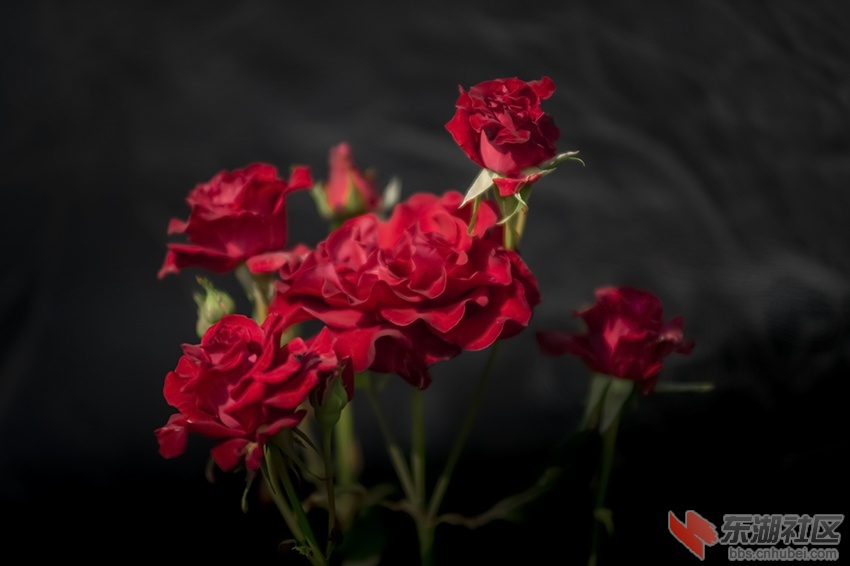 月季花红暗香校园曾院平摄影9.jpg