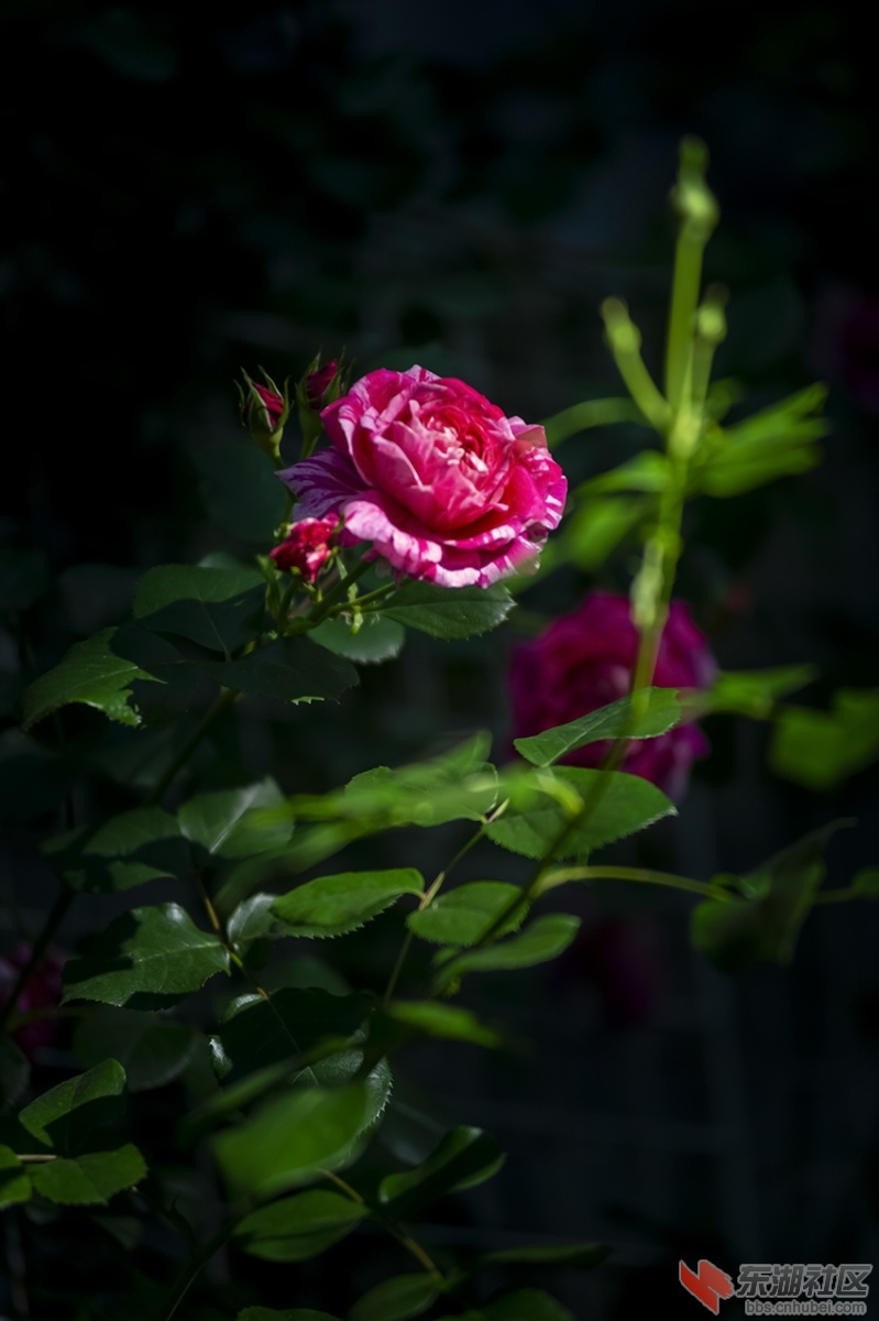 月季花红暗香校园曾院平摄影10.jpg