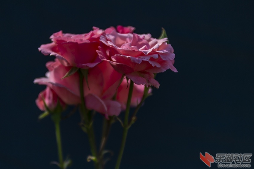 月季花红暗香校园曾院平摄影7.jpg