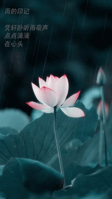 雨荷.gif