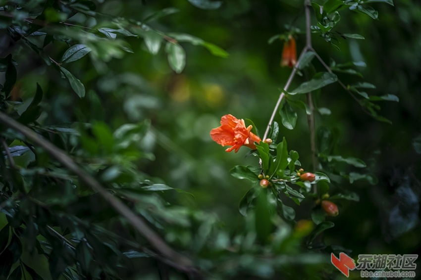 石榴花2.jpg