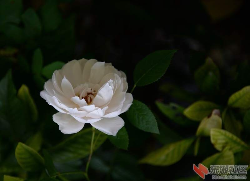 DSC_2933_副本.jpg