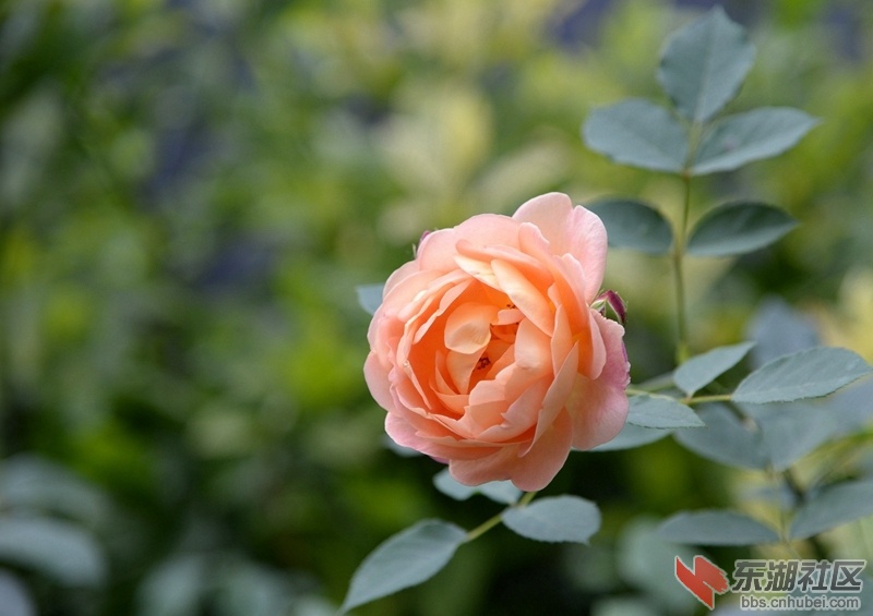 DSC_2938_副本.jpg