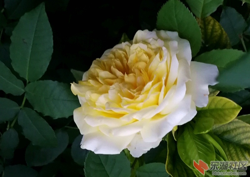 IMG_202052本.jpg