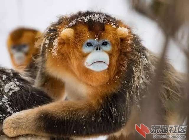 金丝猴.jpg