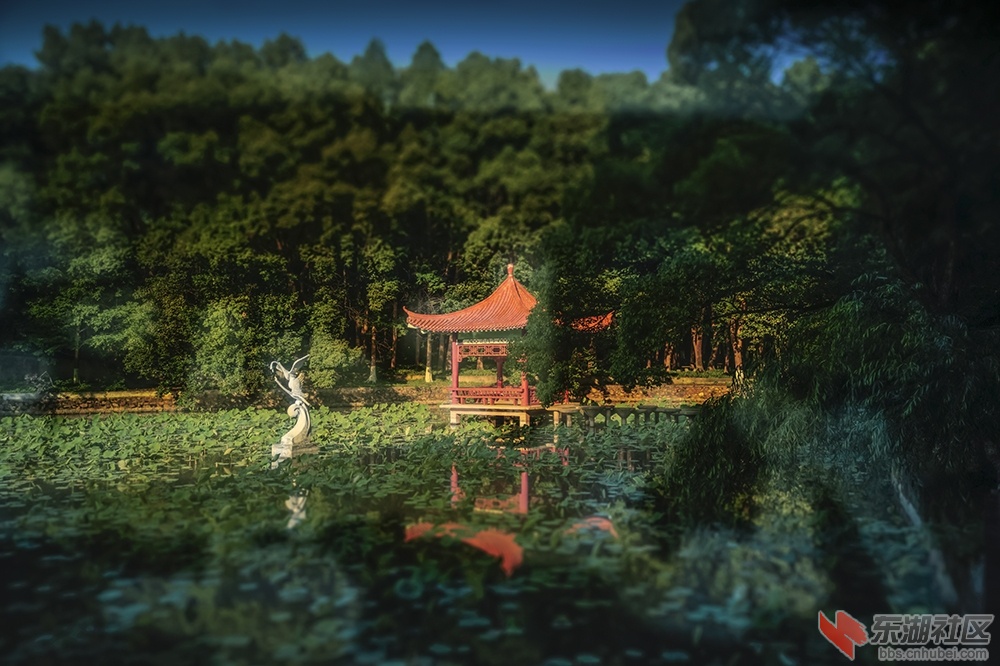 荷塘初夏  曾院平摄影.jpg