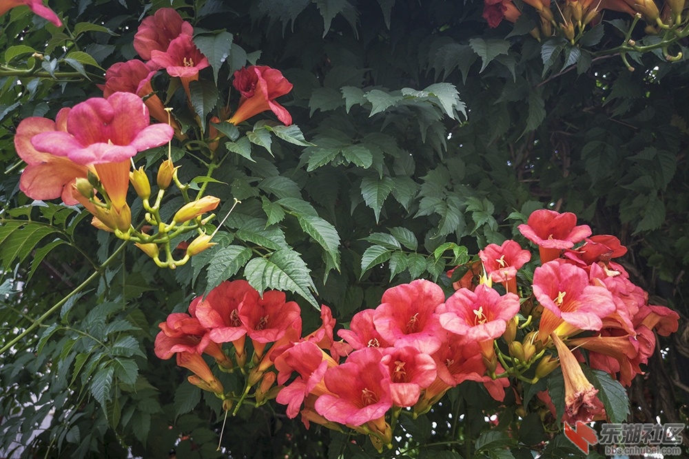 凌霄花1.jpg