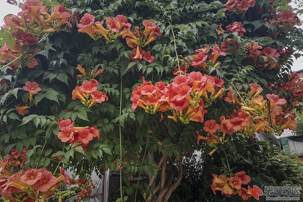 凌霄花2.jpg