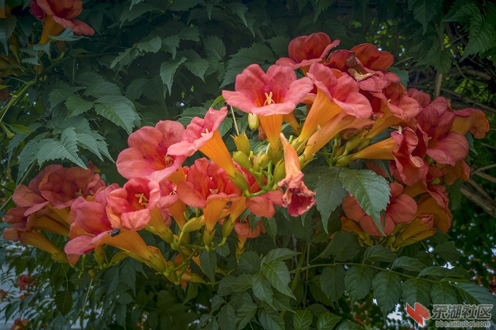 凌霄花4.jpg