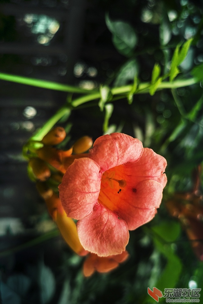 凌霄花5.jpg