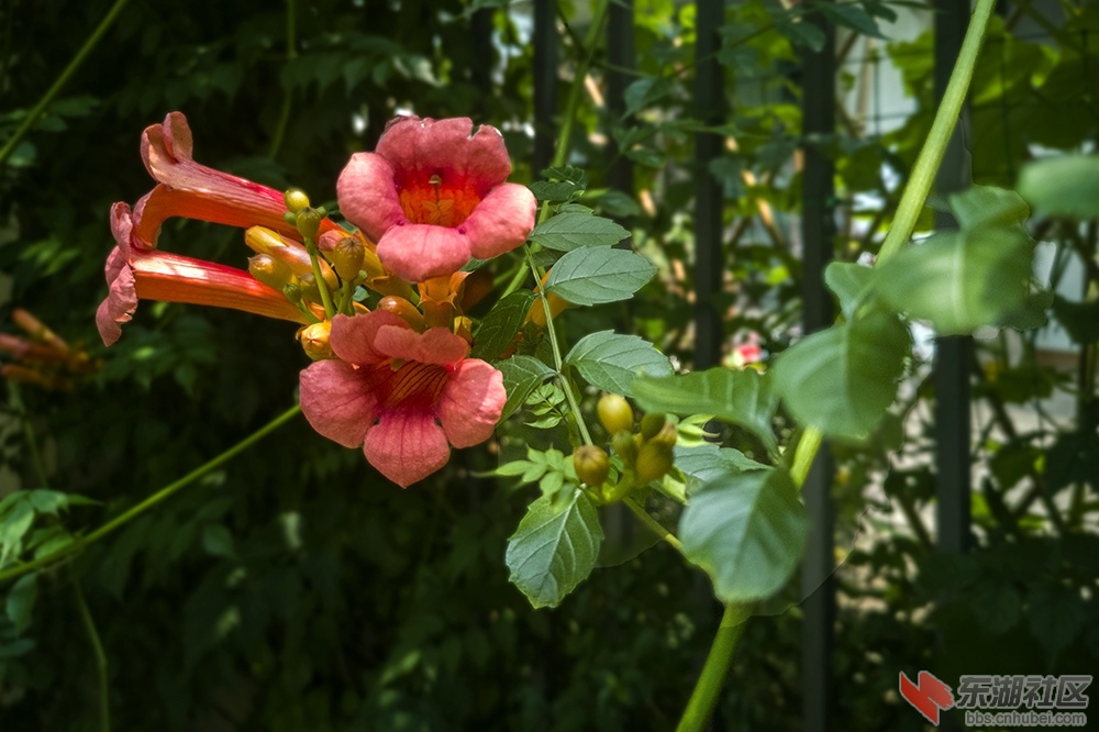 凌霄花6.jpg