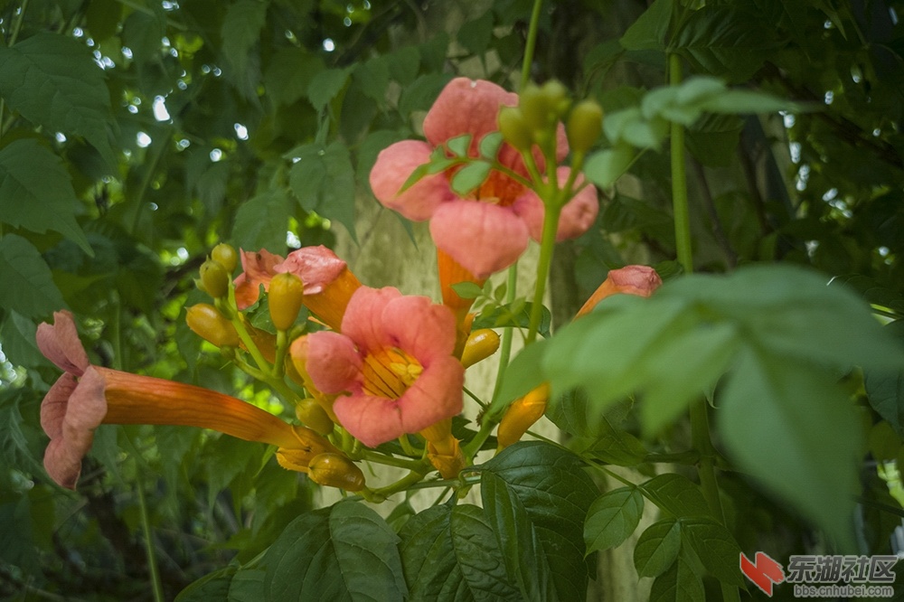 凌霄花7.jpg