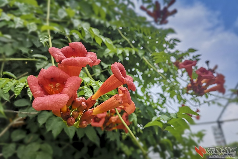 凌霄花8.jpg