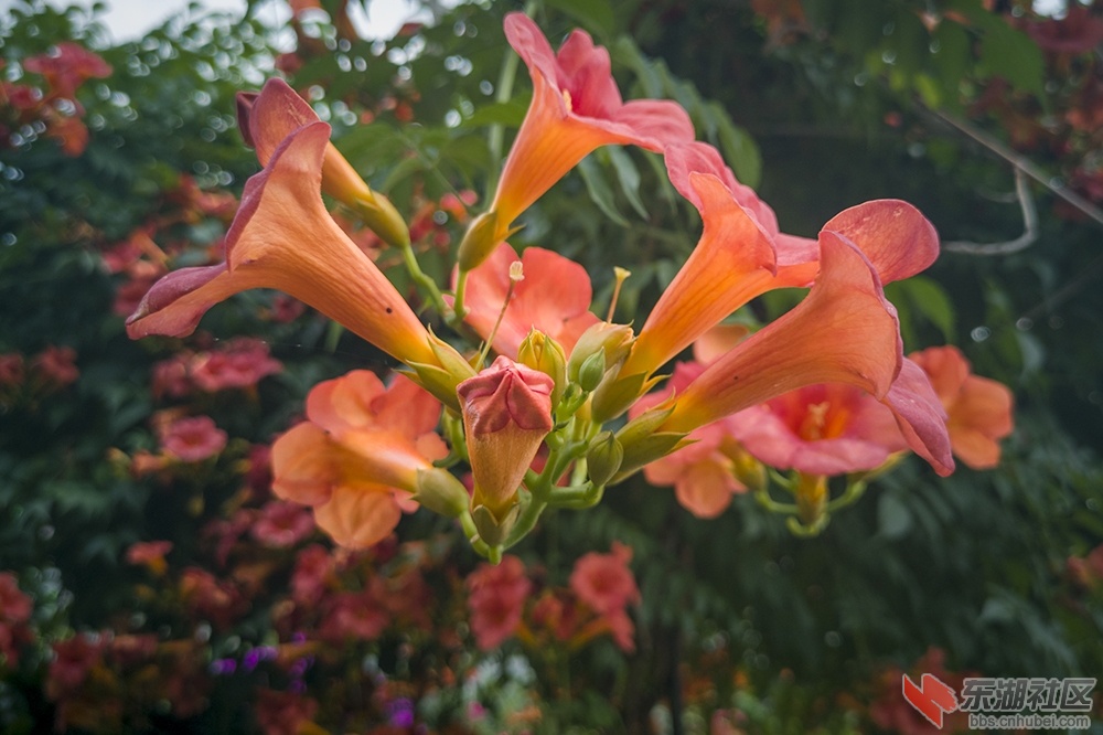 凌霄花9.jpg