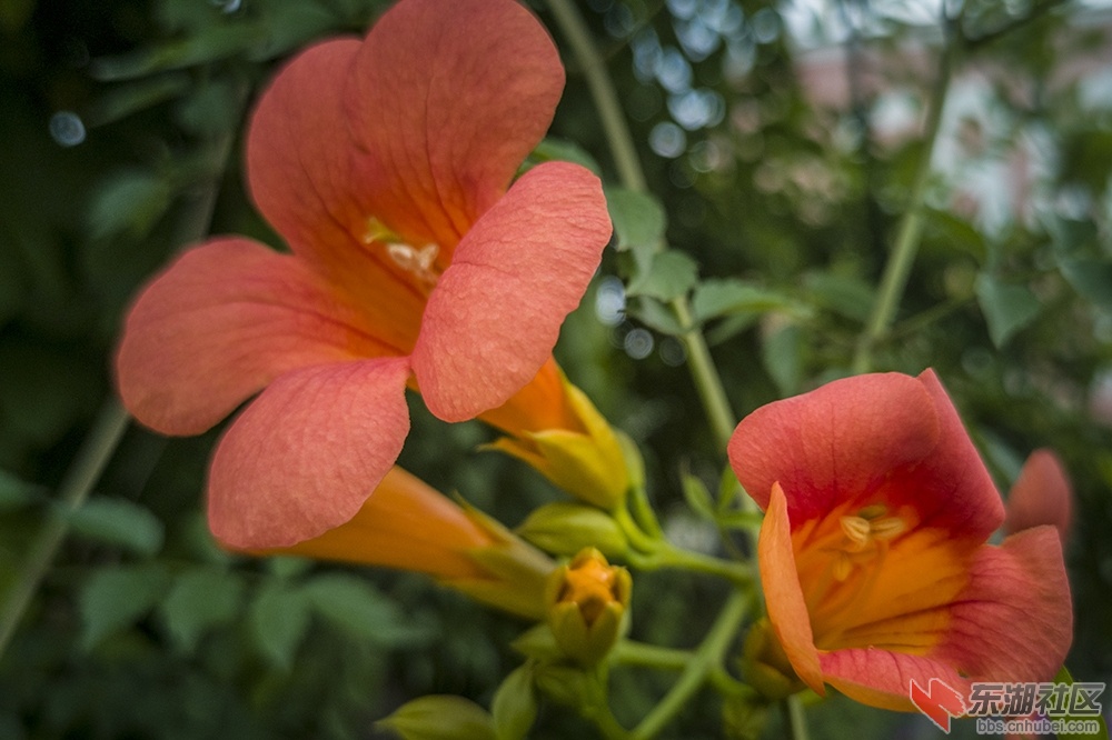 凌霄花10.jpg