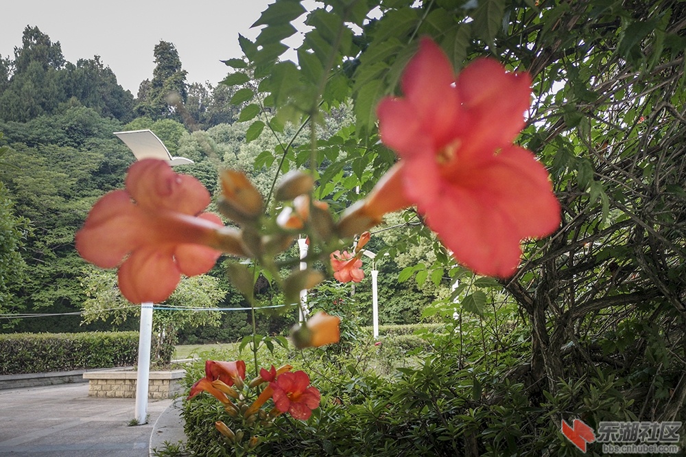 凌霄花11.jpg