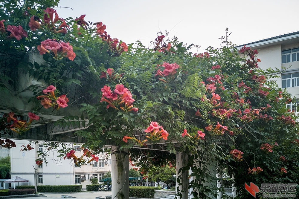 凌霄花12.jpg