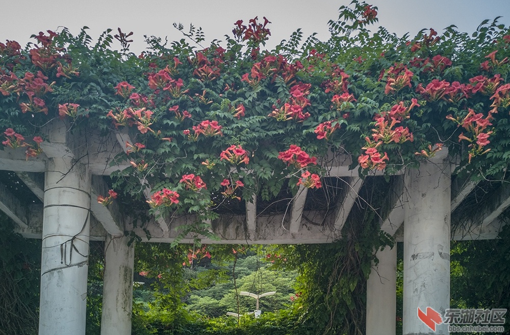 凌霄花13.jpg