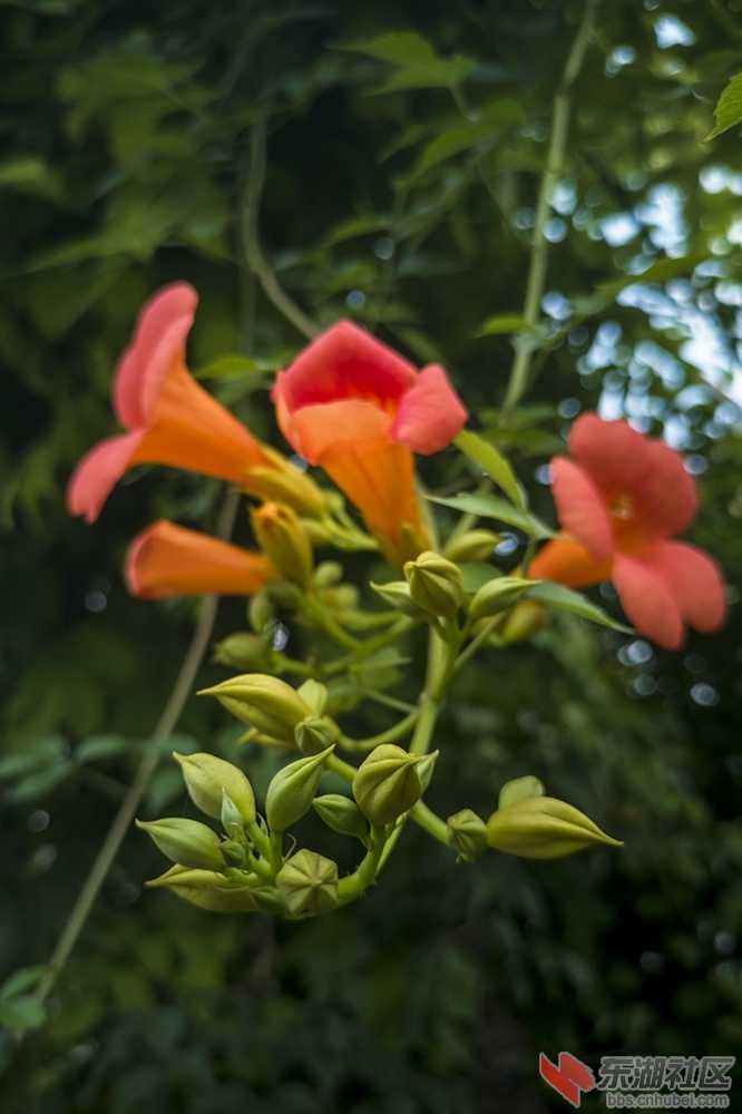 凌霄花15.jpg