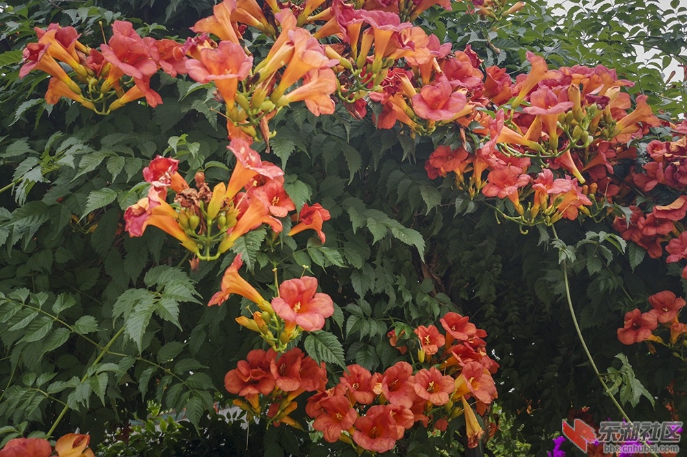 凌霄花3.jpg