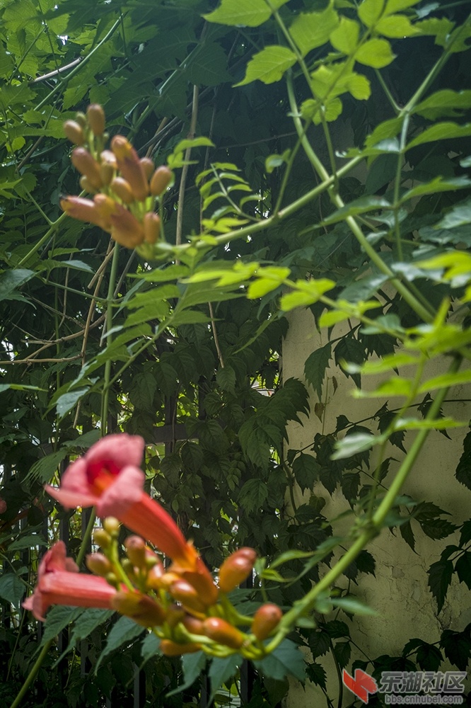 凌霄花14.jpg